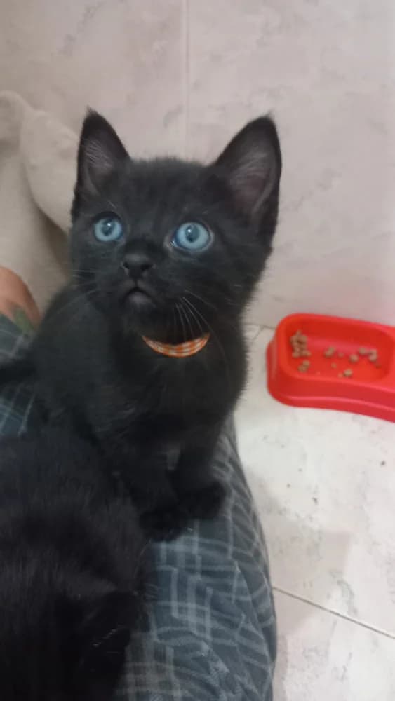 Lirio Black, male puppy Mixed Breed for adoption at Protectora Os Biosbardos Ponteareas