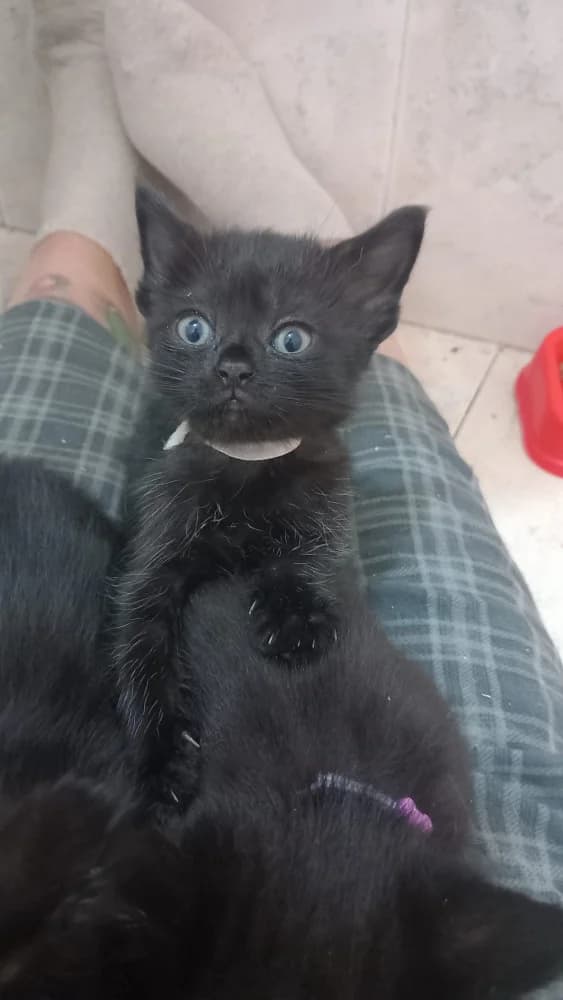 Lila Black, female puppy Mixed Breed for adoption at Protectora Os Biosbardos Ponteareas