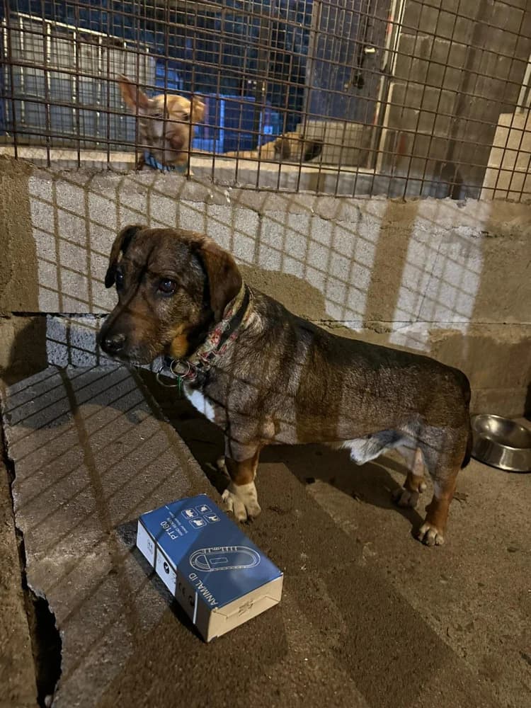Vicente, male young Mixed Breed for adoption at Protectora Os Biosbardos Ponteareas