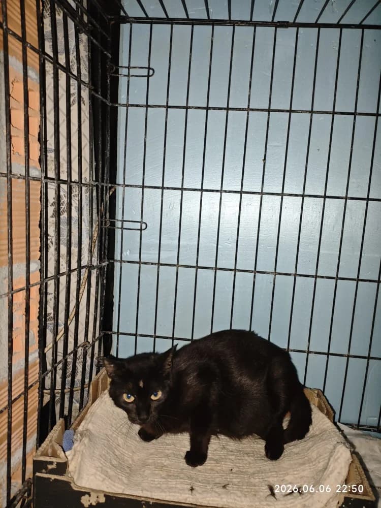 Selina, female young Mixed Breed for adoption at Protectora Os Biosbardos Ponteareas