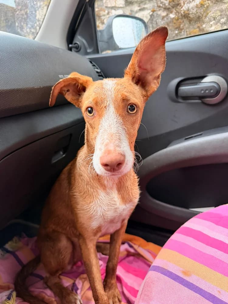 Rambla 2, female young Mixed Breed for adoption at Protectora Os Biosbardos Ponteareas