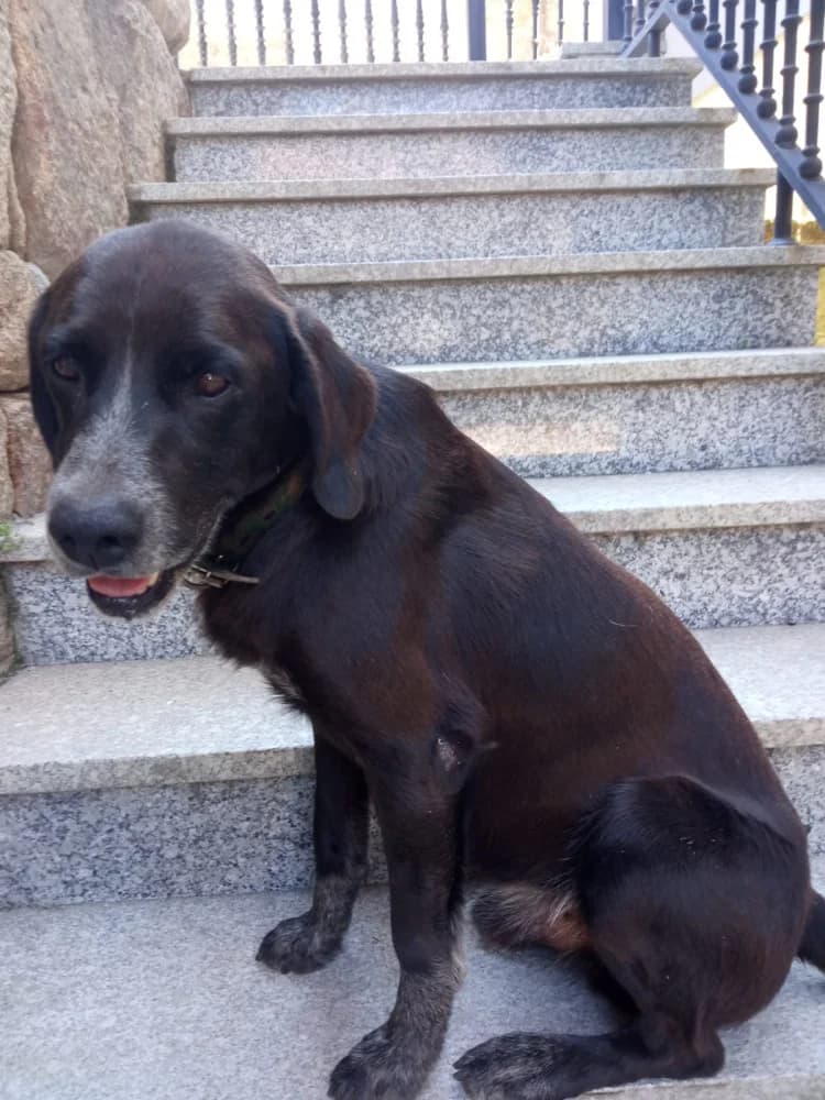Lulo, male Mixed Breed for adoption at Protectora Os Biosbardos Ponteareas