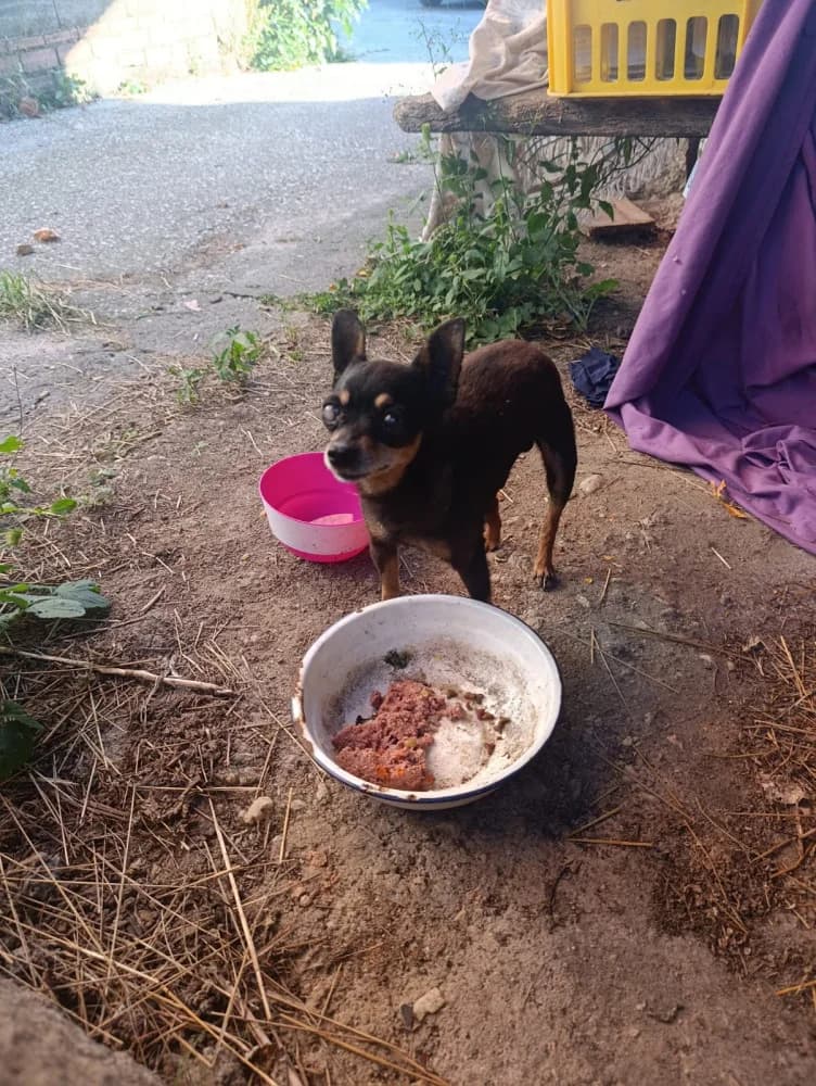 Gastón, male Mixed Breed for adoption at Protectora Os Biosbardos Ponteareas