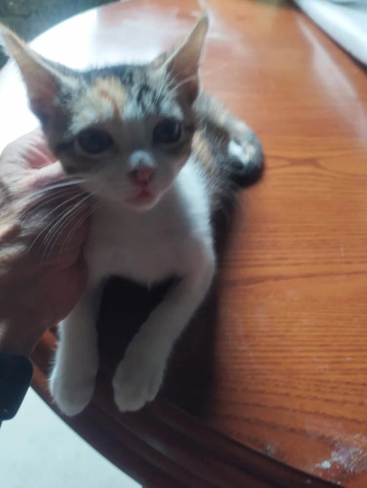 Fonte Chelo, Mixed Breed (Protectora Os Biosbardos Ponteareas)