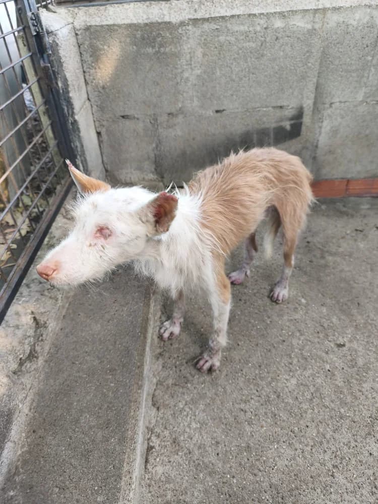 Riu, male Mixed Breed for adoption at Protectora Os Biosbardos Ponteareas