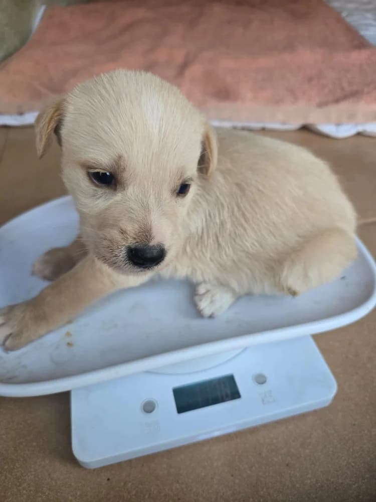 Níscalo, male Mixed Breed for adoption at Protectora Os Biosbardos Ponteareas