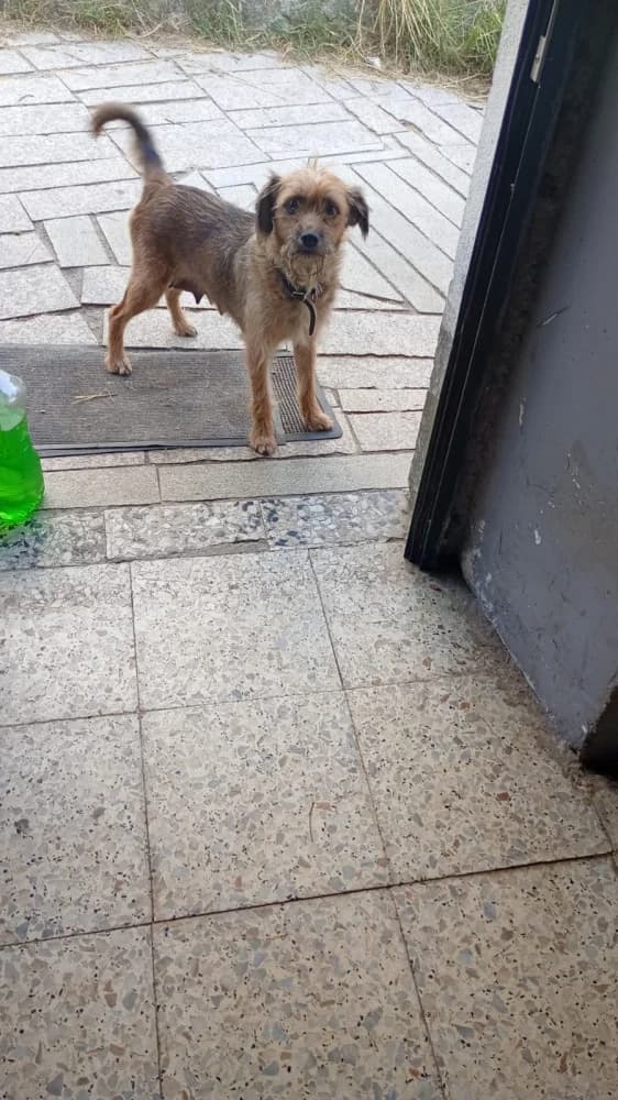 Xiena, female Mixed Breed for adoption at Protectora Os Biosbardos Ponteareas