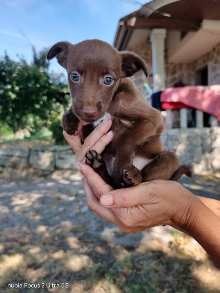 Sémola, Mixed Breed (Protectora Os Biosbardos Ponteareas)