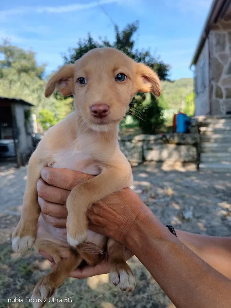 Seitán, Mixed Breed (Protectora Os Biosbardos Ponteareas)