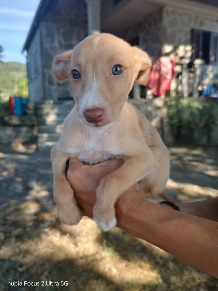 Chía, female puppy Mixed Breed for adoption at Refugio Os Biobardos Ponteareas