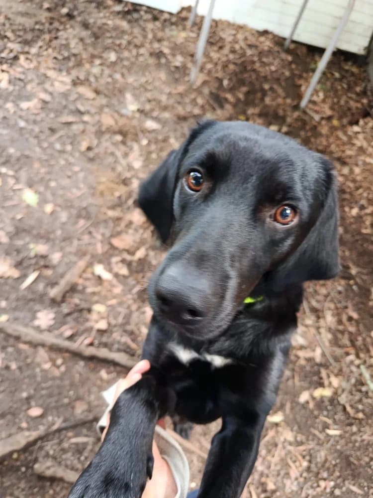 Kenai, male 4yo Mixed Breed for adoption at Protectora Os Biosbardos Ponteareas