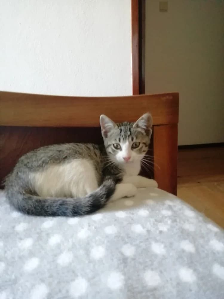 Lando Melgaco, male puppy Mixed Breed for adoption at Protectora Os Biosbardos Ponteareas