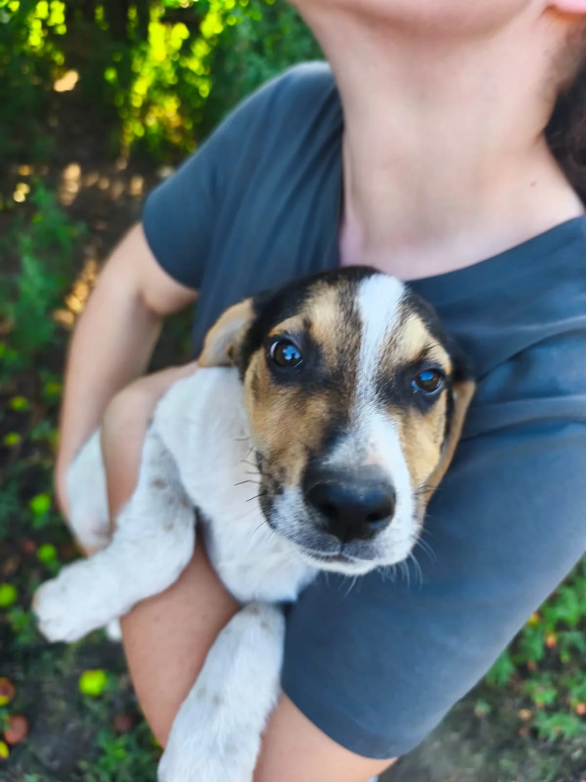 Pemento, male puppy Mixed Breed for adoption at Protectora Os Biosbardos Ponteareas