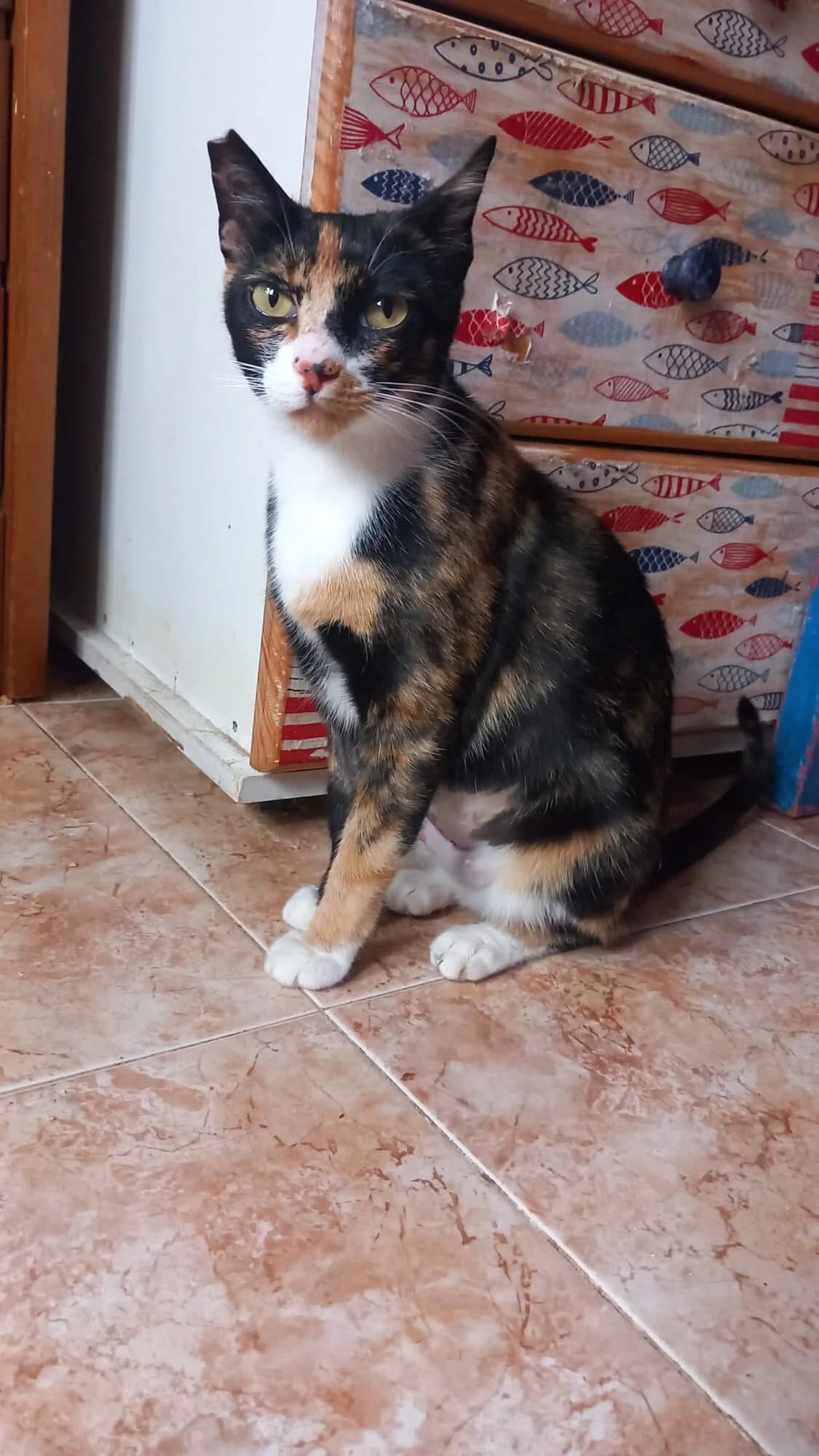 Isaura Redondela, female Mixed Breed for adoption at Protectora Os Biosbardos Ponteareas