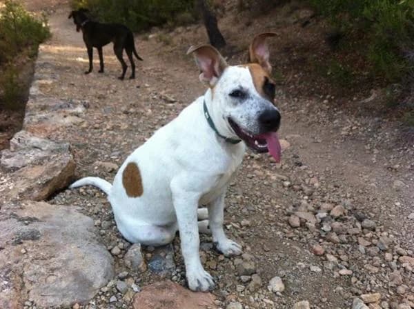 Lena, Pointer (Peludines Alhama)