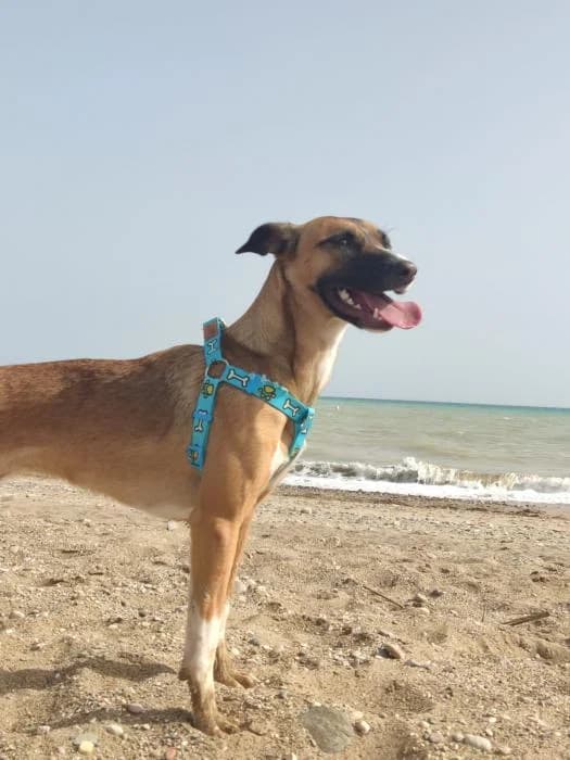 Cora, female 5yo Mixed Breed for adoption at Peludines Alhama
