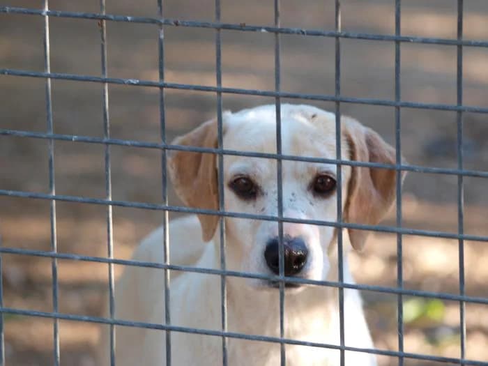 Victor, male senior Mixed Breed for adoption at Peludines Alhama