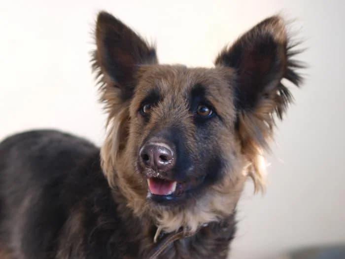 Candela, female senior Mixed Breed for adoption at Peludines Alhama