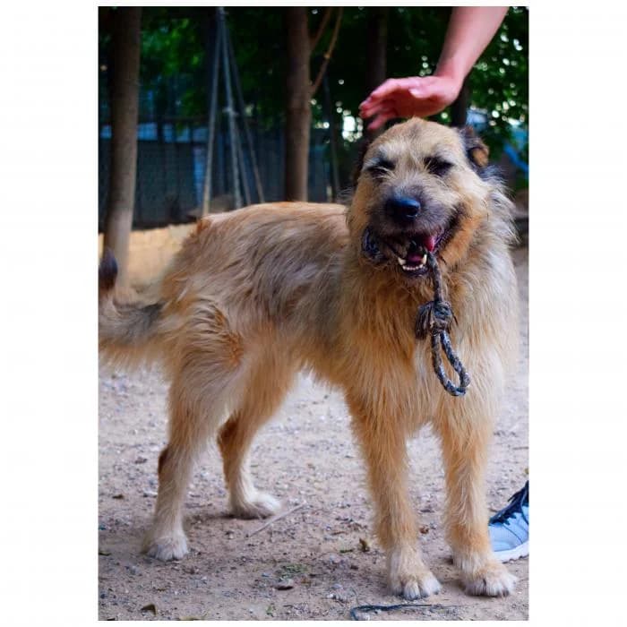 Estrella, female senior Mixed Breed for adoption at Peludines Alhama