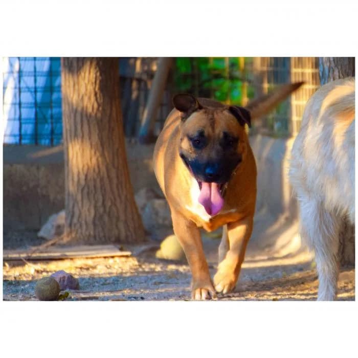 Kimbo, male 6yo American Staffordshire Terrier for adoption at Peludines Alhama