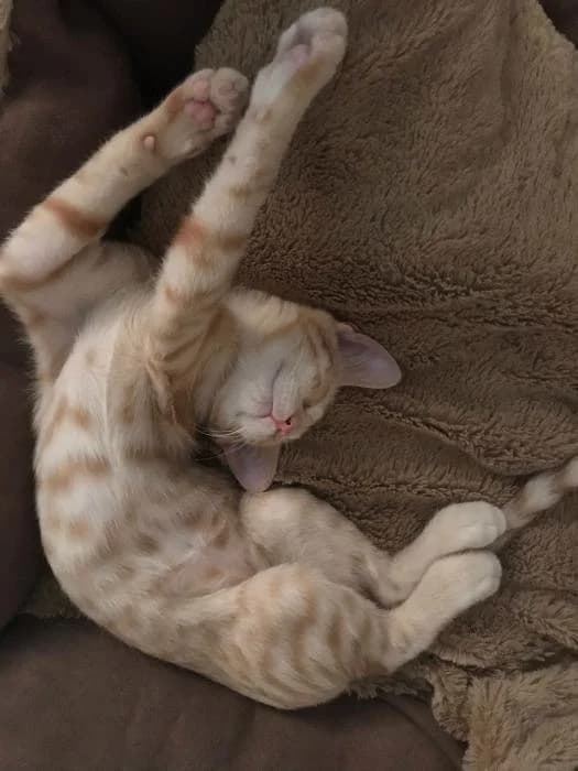 Sol, male 5yo European Shorthair for adoption at Peludines Alhama