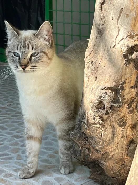 Estrella, female 4yo European Shorthair for adoption at Peludines Alhama