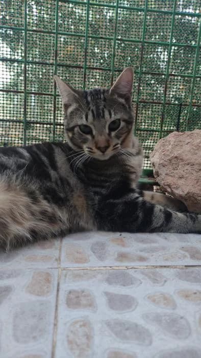 Bigotes, male 4yo European Shorthair for adoption at Peludines Alhama