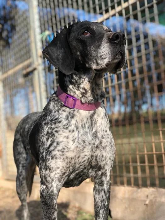 Maya, female senior Pointer for adoption at Peludines Alhama