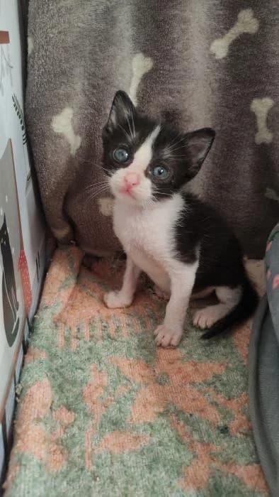 Mollie, female 3yo European Shorthair for adoption at Peludines Alhama
