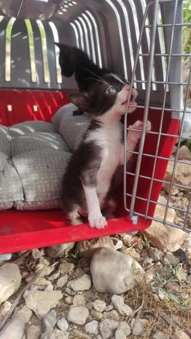 Musha, female 3yo European Shorthair for adoption at Peludines Alhama