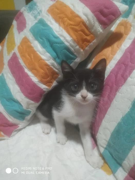 Don Gato, male 3yo European Shorthair for adoption at Peludines Alhama