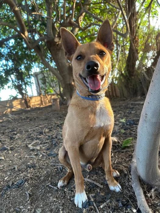 Roy, male 5yo Mixed Breed for adoption at Peludines Alhama