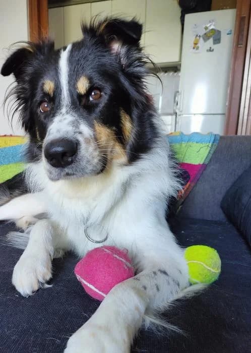 Fredo, male 5yo Mixed Breed for adoption at Peludines Alhama