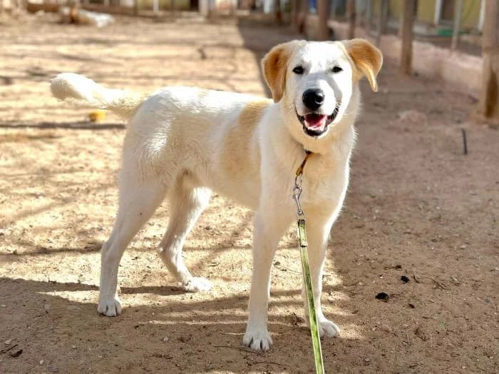 Theo, male young mixed breed for adoption at Peludines Alhama