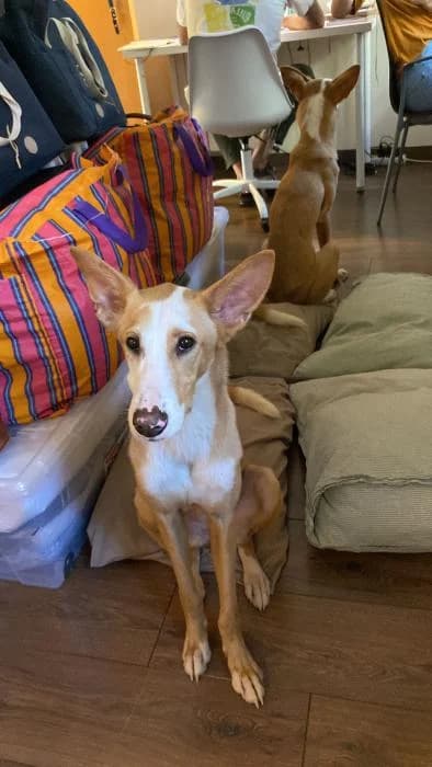 Lila, Podenco (Peludines Alhama)