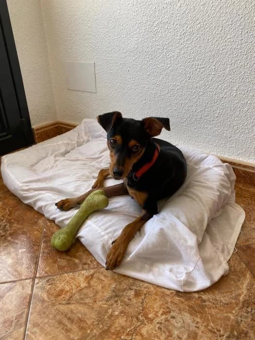 Choco, male young Mixed Breed for adoption at Peludines Alhama