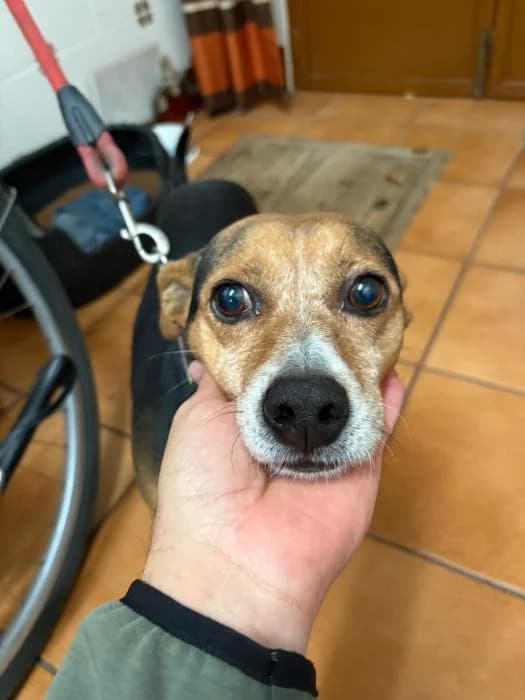 Calcetines, male 7yo Mixed Breed for adoption at Peludines Alhama