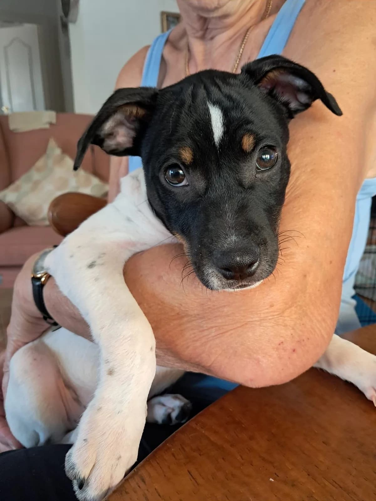 P.E.P.A ADOPTION CENTER,  Mixed Breed for adoption at P.E.P.A. Spain, Pepa Spain photo 3