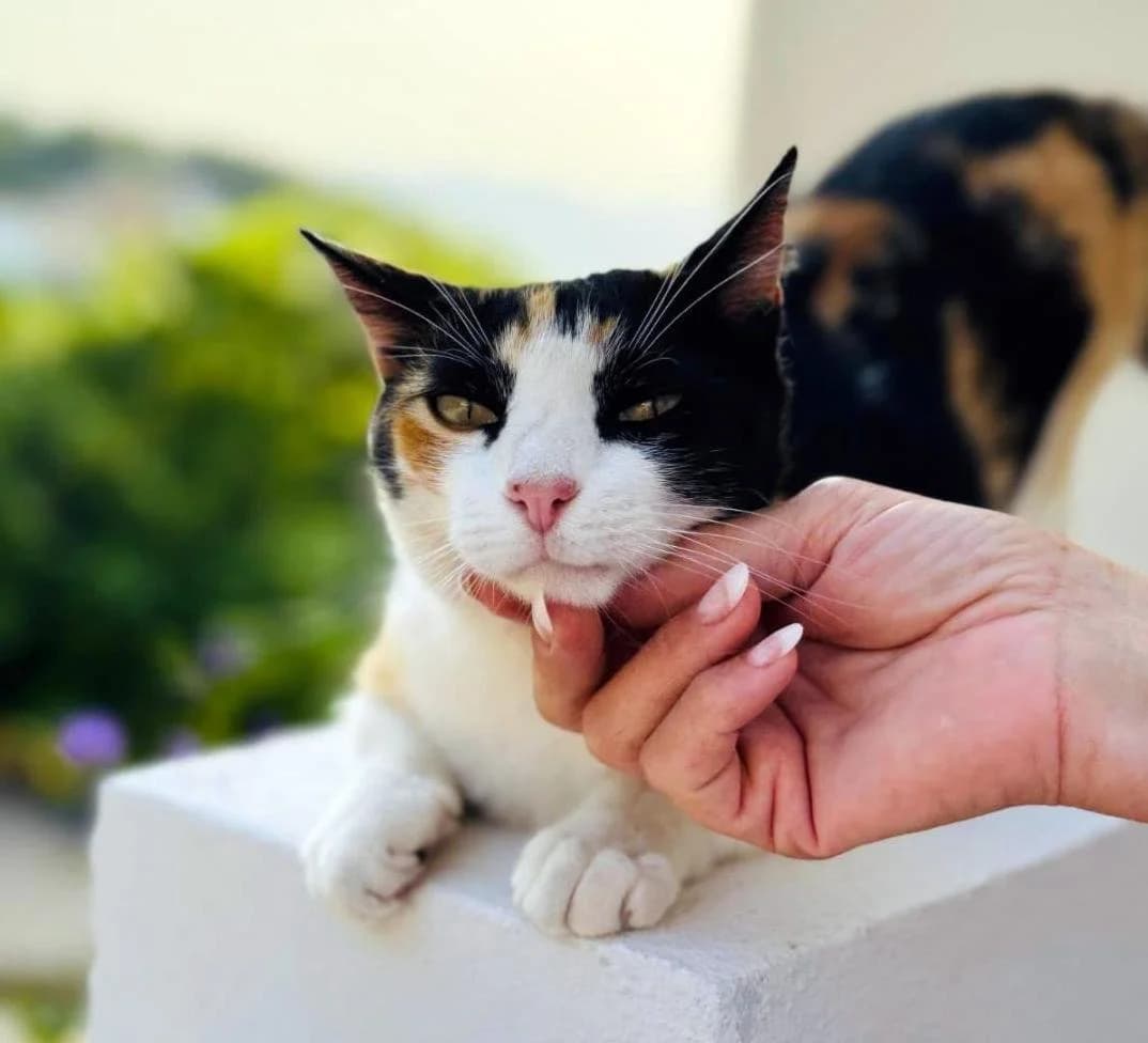 P.E.P.A ADOPTION CENTER,  Mixed Breed for adoption at P.E.P.A. Spain, Pepa Spain photo 5