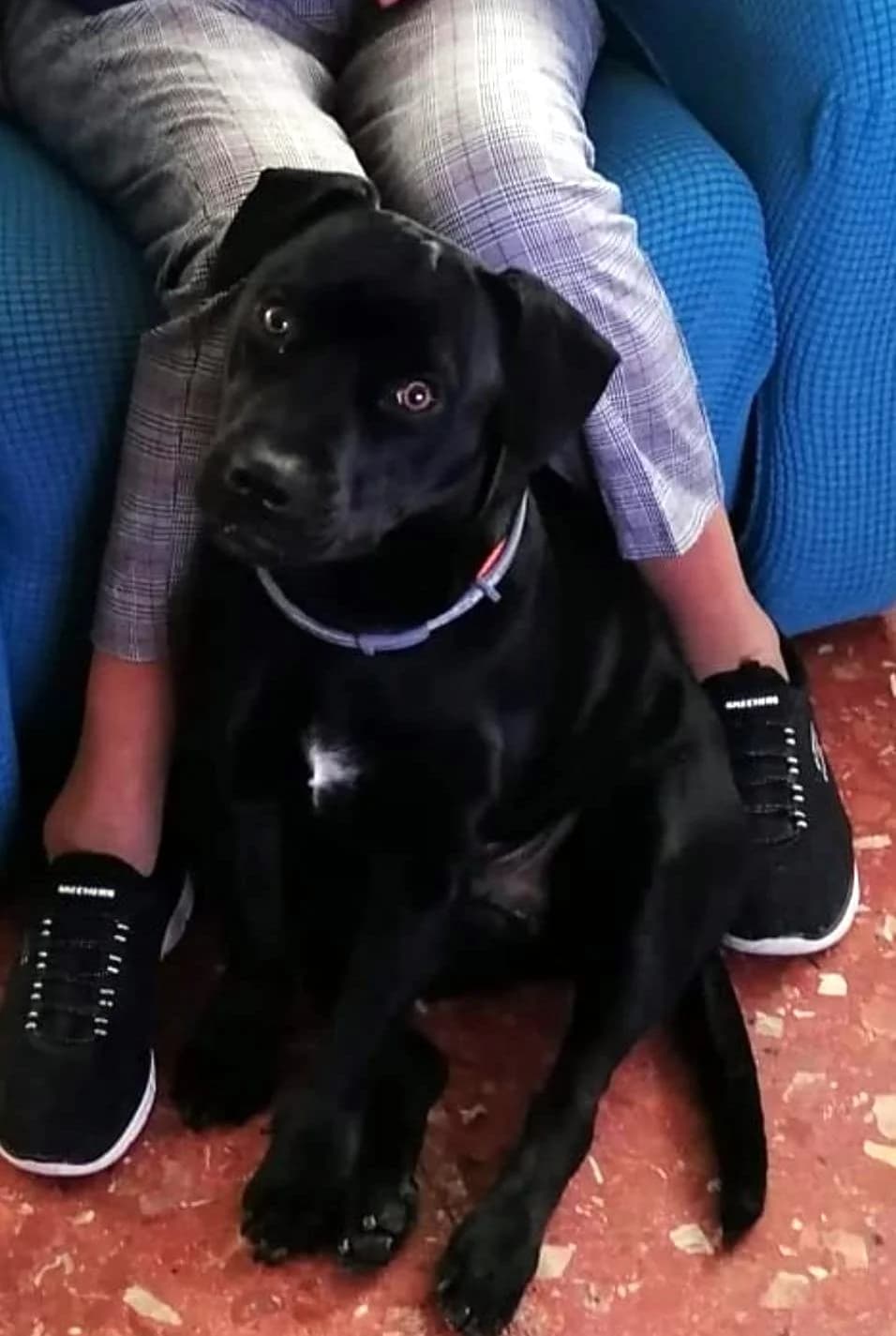 P.E.P.A ADOPTION CENTER,  Mixed Breed for adoption at P.E.P.A. Spain, Pepa Spain photo 6