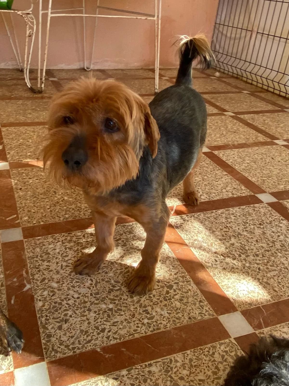 P.E.P.A ADOPTION CENTER,  Mixed Breed for adoption at P.E.P.A. Spain, Pepa Spain photo 8