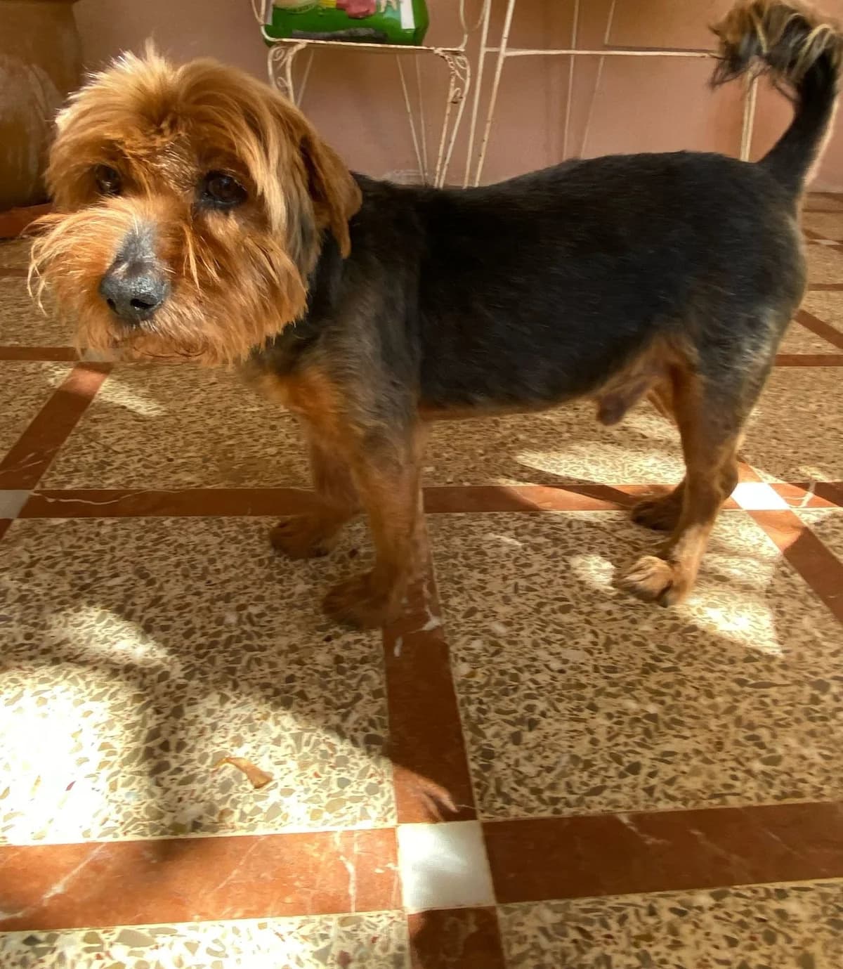 Adoption Update, female Mixed Breed for adoption at Pepa Spain