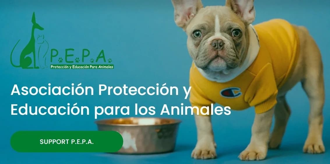 Data Protection Policy,  Mixed Breed for adoption at Pepa Spain