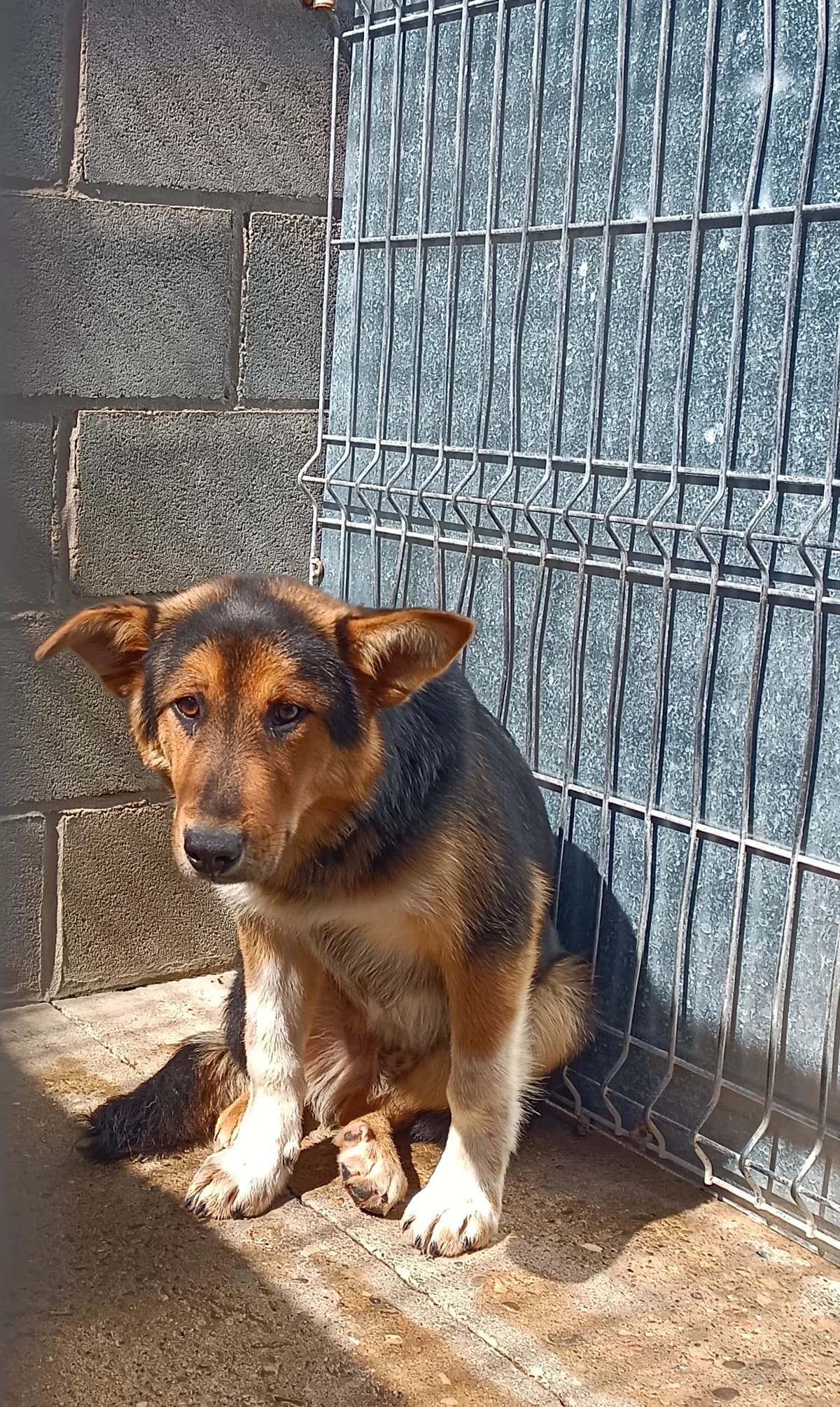 Arco, male mixed breed for adoption at Perrera de Huesca