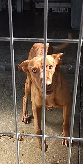 Toby, male mixed breed for adoption at Perrera de Huesca
