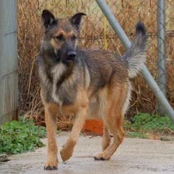 Nigran, male senior Mixed Breed for adoption at Protectora de Animales de Segovia, Segovia