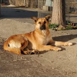 Avena, female 7yo Mixed Breed for adoption at Protectora de Animales de Segovia, Segovia