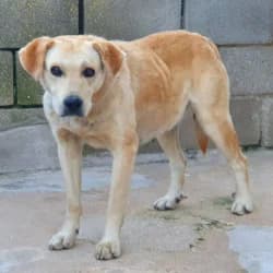 Luisa, female senior Labrador Retriever for adoption at Protectora de Animales de Segovia, Segovia
