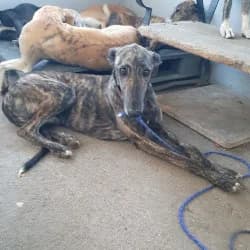 Benjamín, male 4yo Galgo Español for adoption at Protectora de Animales de Segovia, Segovia