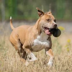Morrón, male senior American Staffordshire Terrier for adoption at Protectora de Animales de Segovia, Segovia